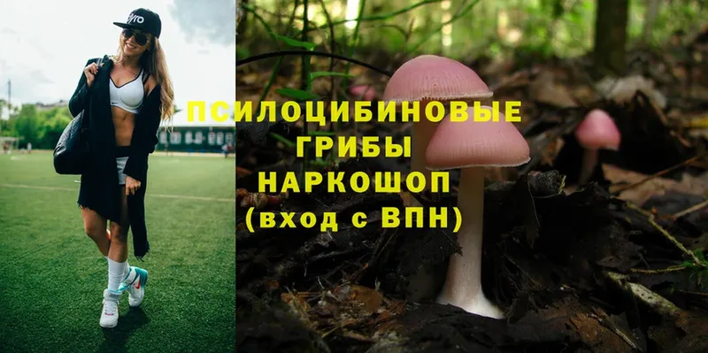 продажа наркотиков  Лебедянь  это как зайти  Галлюциногенные грибы Psilocybe 